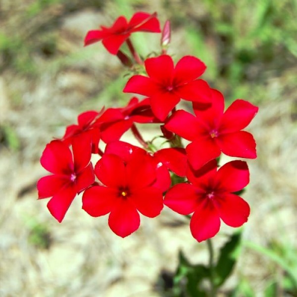 Omaxe Phlox Beauty Red seeds
